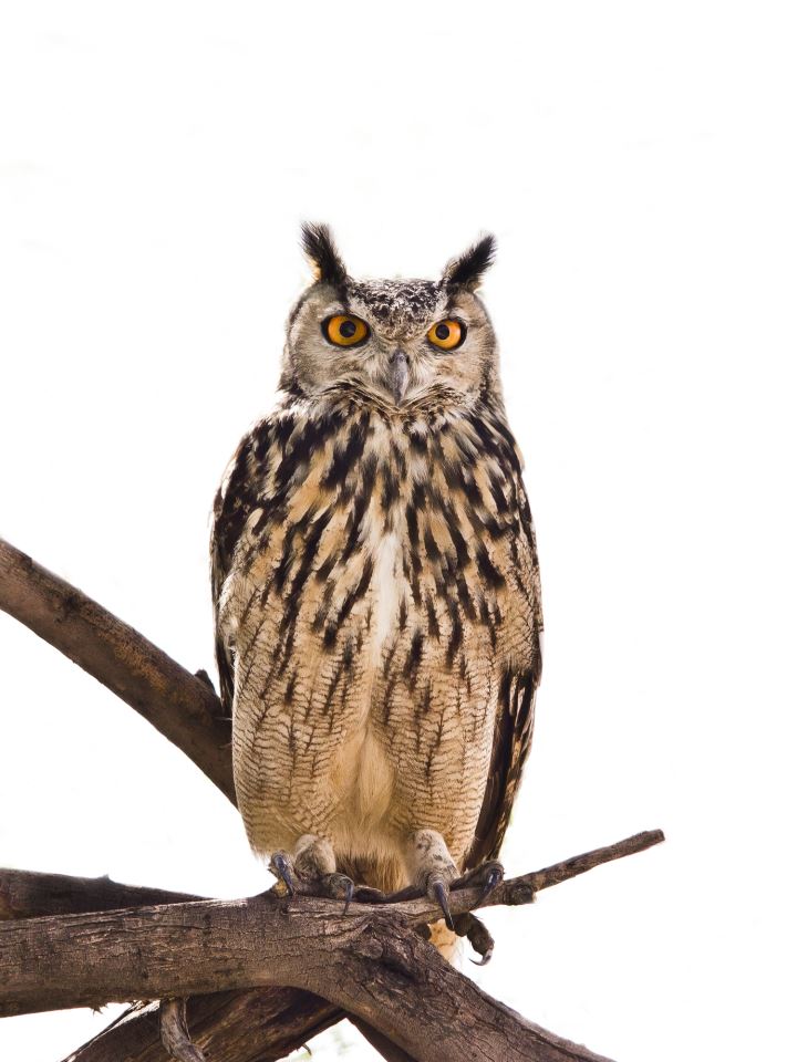 Eurasian Rock Eagle Owl
